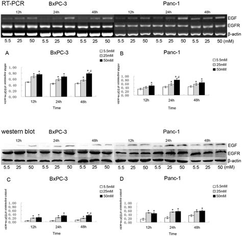 The Mrna And Protein Expression Of Egf And Egfr In Bxpc 3 And Panc 1