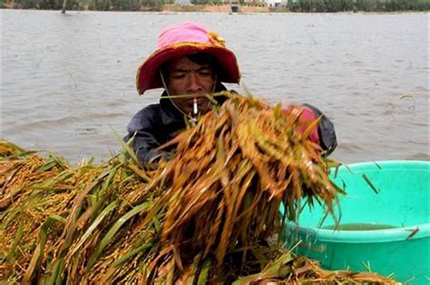 Imbas Banjir Ribuan Hektare Sawah Di Jateng Terancam Gagal Panen