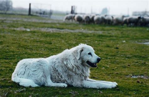 Greek Shepherd: The Greek Guardian Dog That Does Not Tolerate Violent Behavior or Training ...