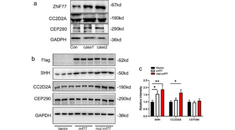 Western Blotting Numbers On The Right Indicate Molecular Weight A Download Scientific