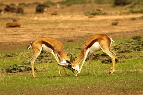 The Springbok Antidorcas Marsupialis Male Walking In In Dry Kalahari