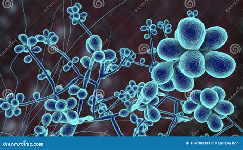 Fungus Sporothrix Schenckii, Causative Agent of the Infection ...