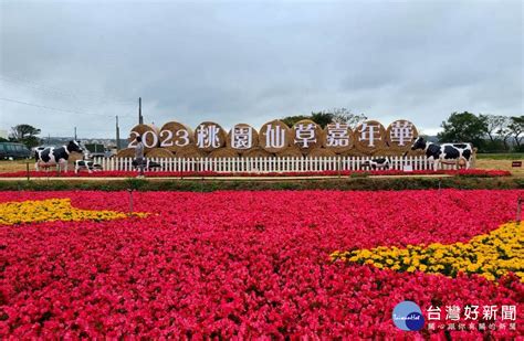 夢幻「紫色派對」 楊梅閃亮登場 蕃新聞