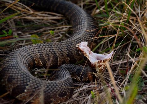 Cottonmouth Venomous And Non Venomous Snakes Of Louisiana INaturalist