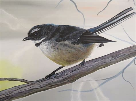 Fantail | Birds painting, Beautiful birds, Bird art