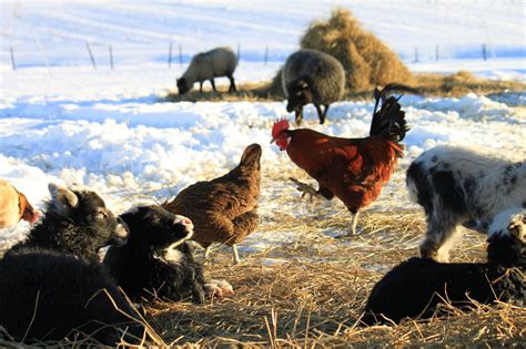 Omppu Tonttu Organic Farm, Southern Finland. Our animals are land race ...