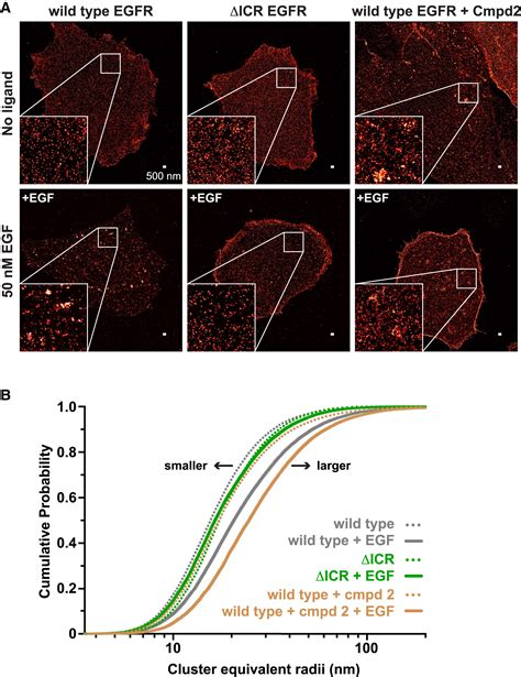 Distinct Interactions Stabilize Egfr Dimers And Higher Order Oligomers