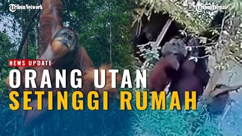 Penampakan Orang Utan Setinggi Rumah Di Pemukiman Bksda Kaltim Beri