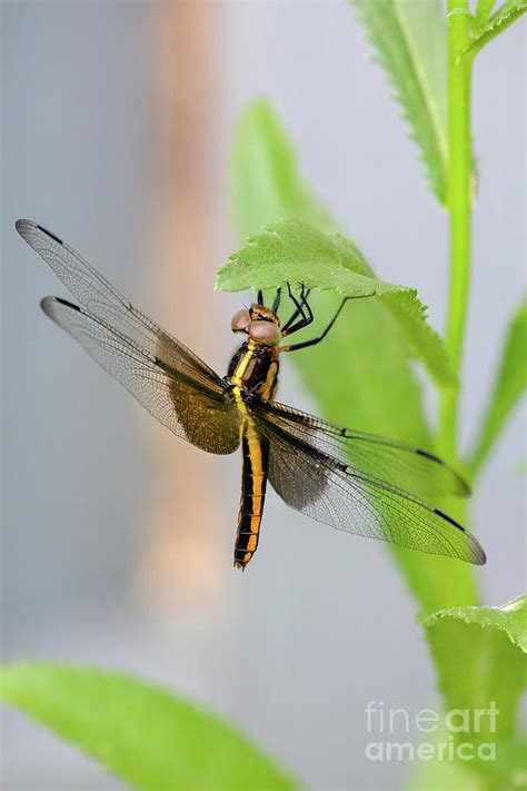 A Black And Yellow Dragonfly Photograph By Janice Noto Fine Art America