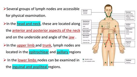 Lymph Nodes Examination Ppt