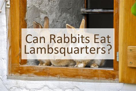 Can Rabbits Eat Lambsquarters Pet Food Mentor