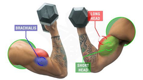 The Ultimate Dumbbell Bicep Workout You Need For Massive Arms Atelier