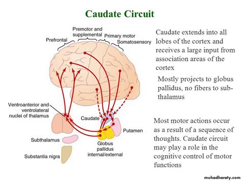 Brain Stem Docx D Noor Muhadharaty