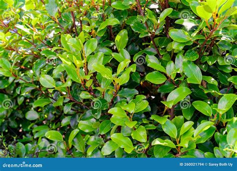 Griselinia Littoralis Stock Photo Image Of Angiosperms 260021794