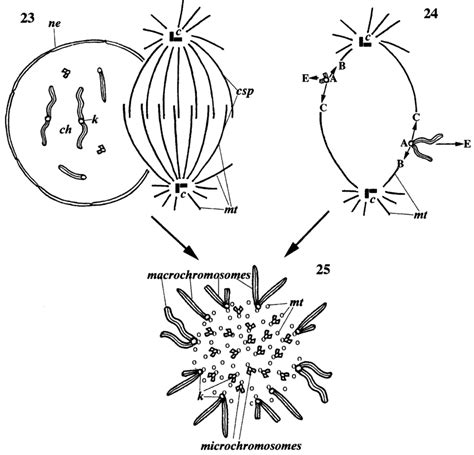 25 The Formation Of Thèreptilian Type Of Metaphase Plate According