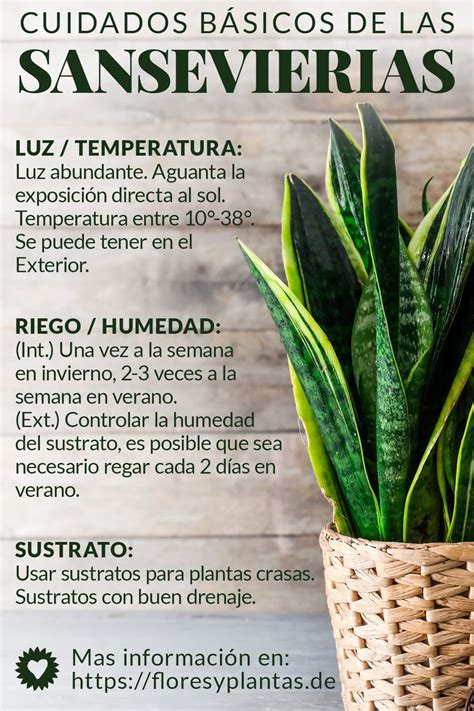 Cuidados Básicos De La Sansevieria Trifasciata Lengua De Suegra