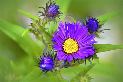 Purple Aster Flowers Photograph by Christina Rollo | Pixels