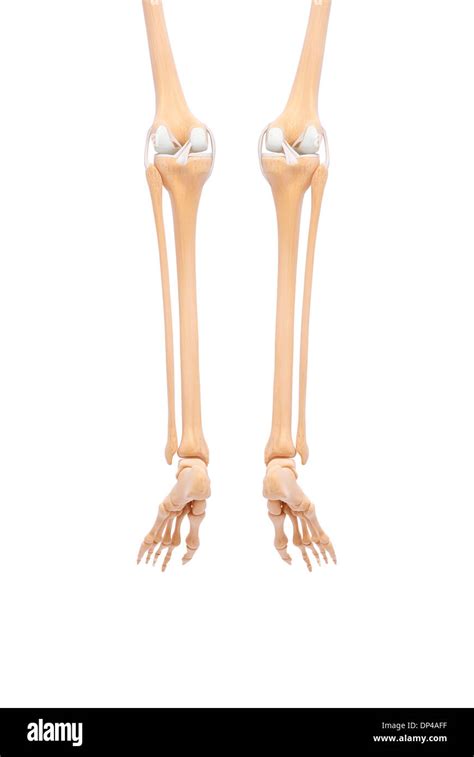 Human leg bones, artwork Stock Photo - Alamy