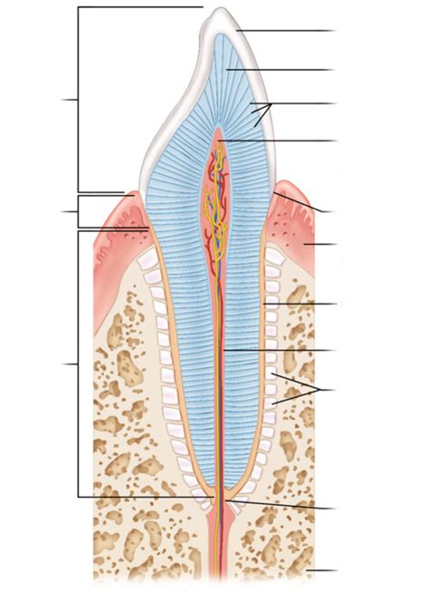 Longitudinal Section Of Human Canine Tooth Diagram Quizlet