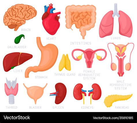 Human Internal Organs Cartoon Organs Heart Vector Image