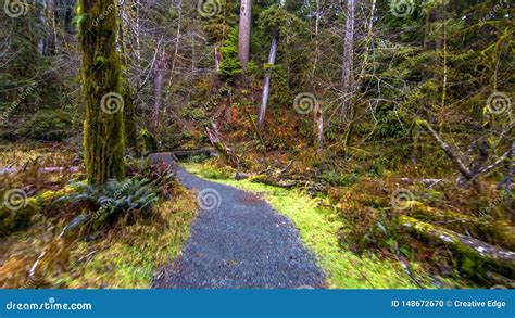 Selva Tropical De Hoh En El Parque Nacional Ol Mpico Washington Los E