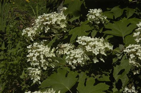 Dwarf Oakleaf Hydrangea Pee Wee