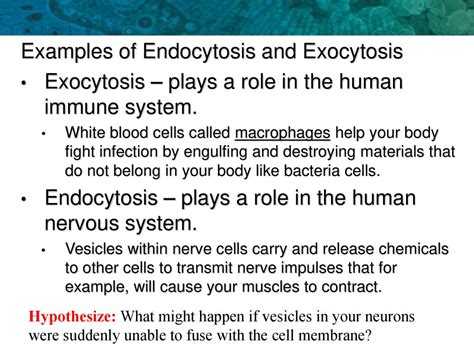 Example Of Endocytosis