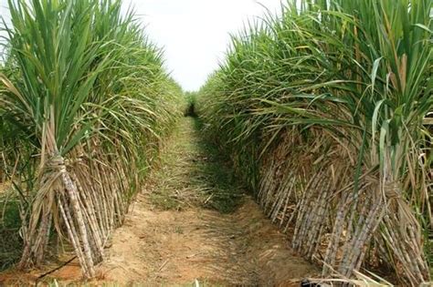 Low Cane Supplies Disrupt Tamil Nadu Sugar Mills