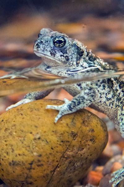 Wyoming Toad Conservation - CMZoo