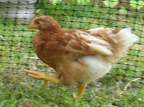Please Help Me Sex These 7 Week Old Red Sex Links TONS OF PICS BackYard Chickens Learn How