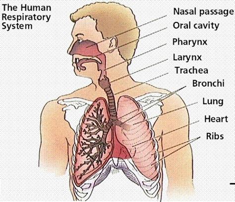 Human Respiratory System - functions, parts and parameters