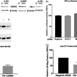 Y Box Binding Protein Is An Essential Host Required Factor A And B