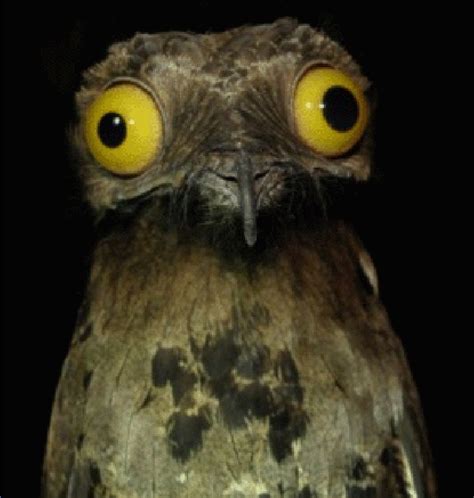 Photograph of a potoo: