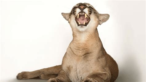 Mountain Lion