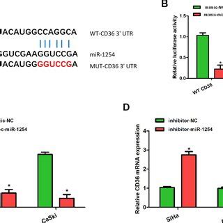 MiR 1254 Targeted CD36 A Binding Sites For MiR 1254 And CD36 B The