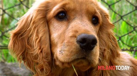 Associazioni E Canili Dove Adottare Un Cane