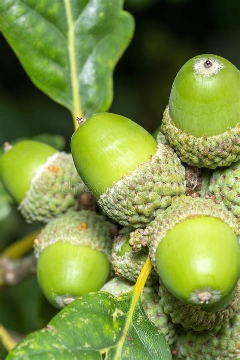 Acorns Growing On An Oak Tree Branch Stock Photo Image Of People