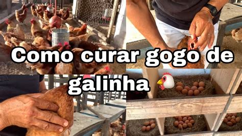 COMO CURAR GOGO DE GALINHA EM POUCOS DIAS AUMENTOU ATÉ O TAMANHO DOS