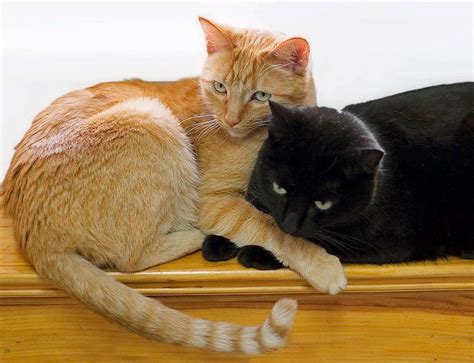 Orange And Black Cute Cats And Kittens Cute Cats Beautiful Cats