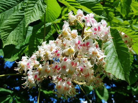 Chestnuts Flowers Chestnut - Free photo on Pixabay - Pixabay