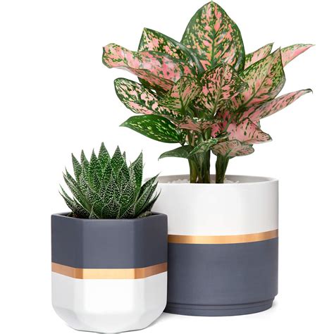 Tìm hiểu về các loại decorative indoor plant pots và cách sử dụng chúng