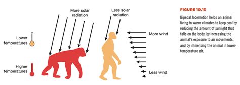 Evolution of Bipedalism