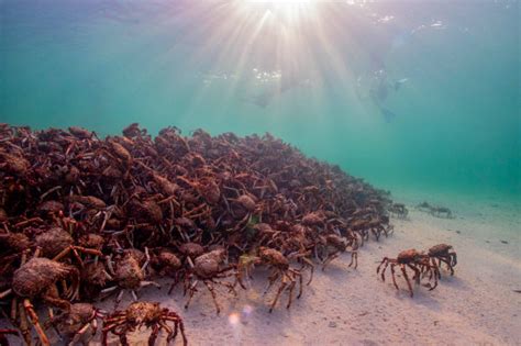 Researchers Seek Answers On The March Of The Giant Spider Crab In Port