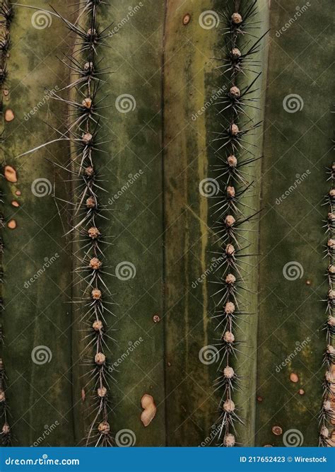 Cactus Spiky Succulent Green Plants With Thorns And Cobwebs Royalty