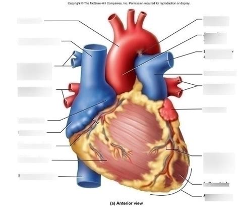 Ch 11 External Heart Anatomy Diagram Quizlet