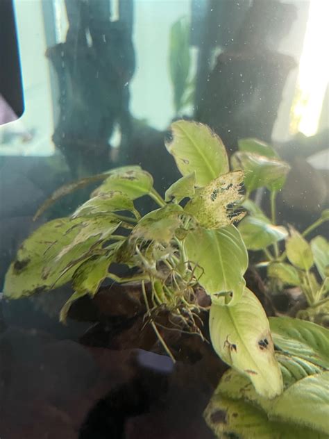 Anubias Disease Plants Algae And Fertilizers C A R E