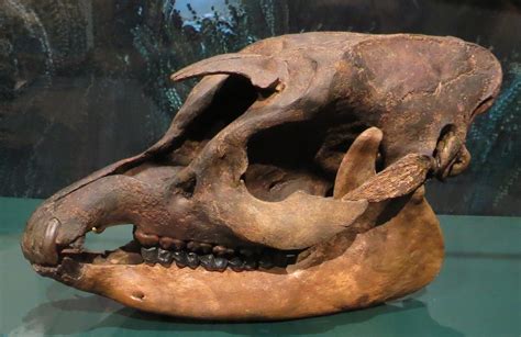 Misterios revelados Tafonomía del fósil de mamífero Tapirus