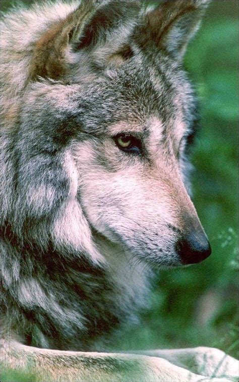 Mexican Gray Wolf Howling For Justice Canidae Pinterest