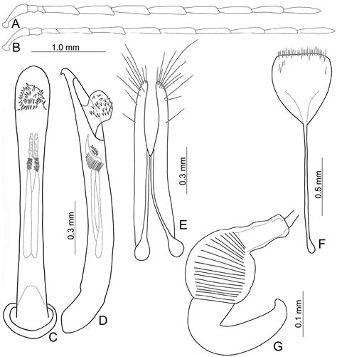 ﻿revision Of The Genus Arthrotus Motschulsky 1858 Coleoptera Chrysomelidae Galerucinae Of