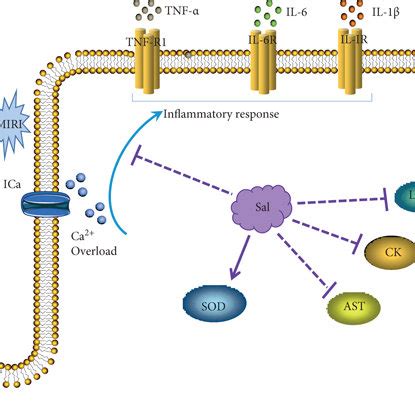 Mechanism Of Salidroside On Antioxidative Stress After Myocardial